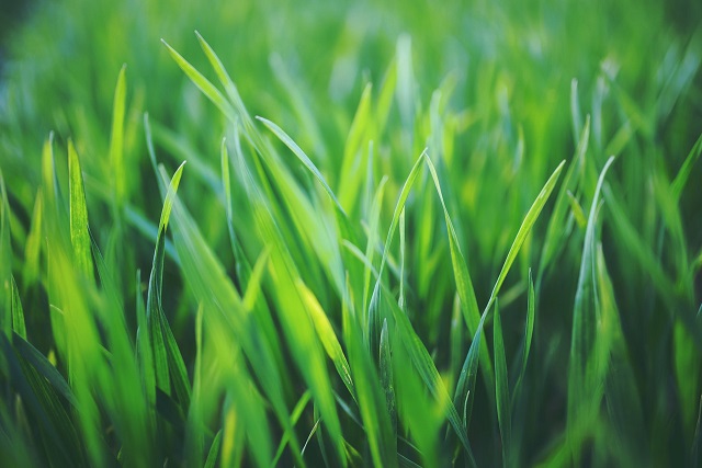 Green grass